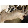 Image 13 : WATERBUCK Shoulder Mount
