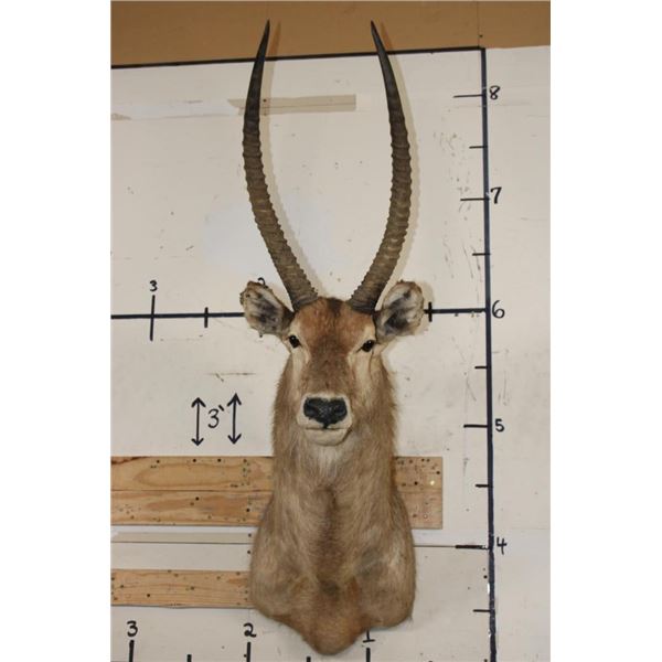 WATERBUCK Shoulder Mount