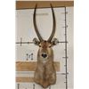 Image 1 : WATERBUCK Shoulder Mount