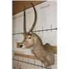 Image 2 : WATERBUCK Shoulder Mount