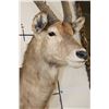 Image 4 : WATERBUCK Shoulder Mount