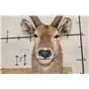 Image 7 : WATERBUCK Shoulder Mount
