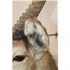 Image 9 : WATERBUCK Shoulder Mount