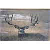 Image 6 : (5) Framed MULE DEER Photo Prints (ONE$)