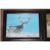 Image 7 : (5) Framed MULE DEER Photo Prints (ONE$)
