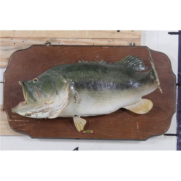 Real Skin LARGE MOUTH BASS on a Wooden Plaque