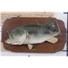 Image 1 : Real Skin LARGE MOUTH BASS on a Wooden Plaque