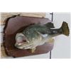 Image 2 : Real Skin LARGE MOUTH BASS on a Wooden Plaque