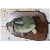 Image 3 : Real Skin LARGE MOUTH BASS on a Wooden Plaque