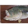 Image 6 : Real Skin LARGE MOUTH BASS on a Wooden Plaque