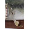 Image 7 : Real Skin LARGE MOUTH BASS on a Wooden Plaque
