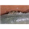 Image 8 : Real Skin LARGE MOUTH BASS on a Wooden Plaque