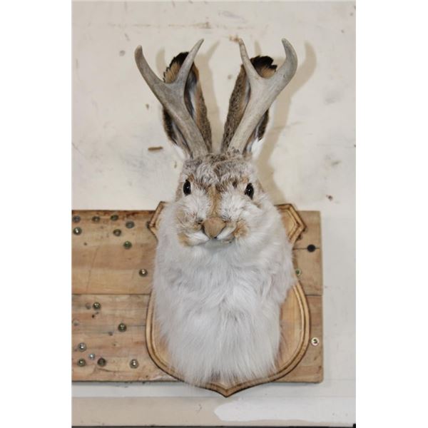 JACKALOPE Shoulder Mount with Real Antlers on a Wooden Plaque