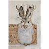 Image 1 : JACKALOPE Shoulder Mount with Real Antlers on a Wooden Plaque