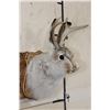 Image 2 : JACKALOPE Shoulder Mount with Real Antlers on a Wooden Plaque