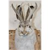 Image 4 : JACKALOPE Shoulder Mount with Real Antlers on a Wooden Plaque