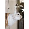 Image 5 : JACKALOPE Shoulder Mount with Real Antlers on a Wooden Plaque