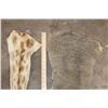 Image 2 : (1) GIRAFFE and (1) ELEPHANT Tail (ONE$)