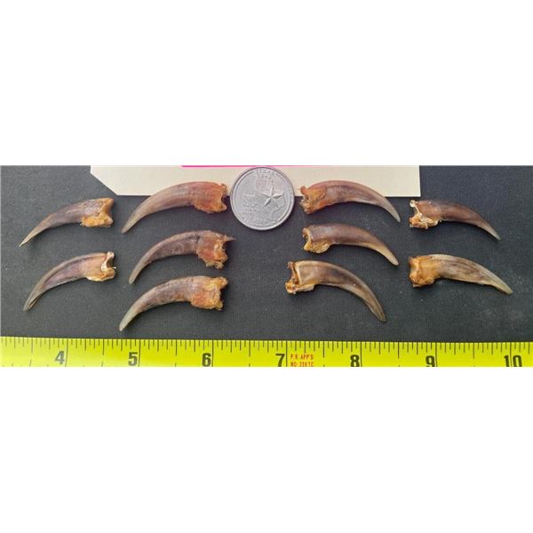 (10) XXL North American BADGER Claws (ONE$)