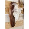 Image 10 : (2) 8-Point WHITETAIL DEER Skulls on Matching Wooden Plaques (ONE$)