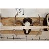 Image 11 : (2) 8-Point WHITETAIL DEER Skulls on Matching Wooden Plaques (ONE$)