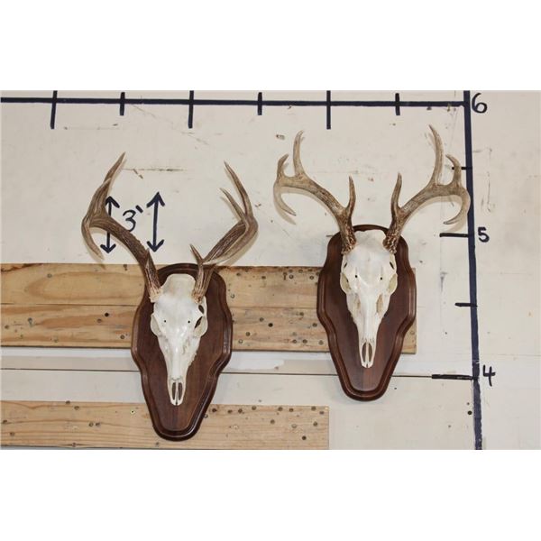 (2) 8-Point WHITETAIL DEER Skulls on Matching Wooden Plaques (ONE$)