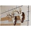 Image 3 : (2) 8-Point WHITETAIL DEER Skulls on Matching Wooden Plaques (ONE$)