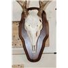 Image 5 : (2) 8-Point WHITETAIL DEER Skulls on Matching Wooden Plaques (ONE$)