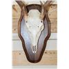 Image 9 : (2) 8-Point WHITETAIL DEER Skulls on Matching Wooden Plaques (ONE$)