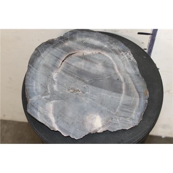 Fossilized PETRIFIED WOOD Slice