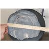 Image 2 : Fossilized PETRIFIED WOOD Slice