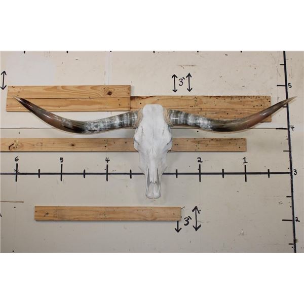 LONGHORN Skull with Polished Horns