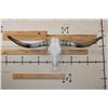 Image 1 : LONGHORN Skull with Polished Horns