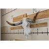 Image 2 : LONGHORN Skull with Polished Horns