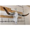 Image 3 : LONGHORN Skull with Polished Horns