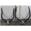 Image 1 : (2) Sets of IMPALA HORNS on Skull Caps (ONE$)