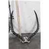 Image 2 : (2) Sets of IMPALA HORNS on Skull Caps (ONE$)