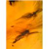 Image 10 : (10) Pieces of Authentic Myanmar AMBER with Insect Inclusions (ONE$)