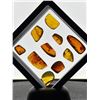 Image 12 : (10) Pieces of Authentic Myanmar AMBER with Insect Inclusions (ONE$)