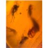Image 6 : (10) Pieces of Authentic Myanmar AMBER with Insect Inclusions (ONE$)