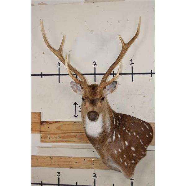 7-Point AXIS DEER Wall Pedestal Mount