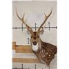Image 1 : 7-Point AXIS DEER Wall Pedestal Mount
