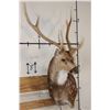 Image 2 : 7-Point AXIS DEER Wall Pedestal Mount
