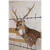Image 3 : 7-Point AXIS DEER Wall Pedestal Mount