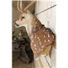 Image 4 : 7-Point AXIS DEER Wall Pedestal Mount