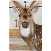 Image 5 : 7-Point AXIS DEER Wall Pedestal Mount