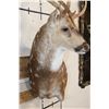 Image 6 : 7-Point AXIS DEER Wall Pedestal Mount