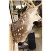 Image 7 : 7-Point AXIS DEER Wall Pedestal Mount