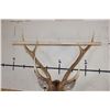 Image 8 : 7-Point AXIS DEER Wall Pedestal Mount