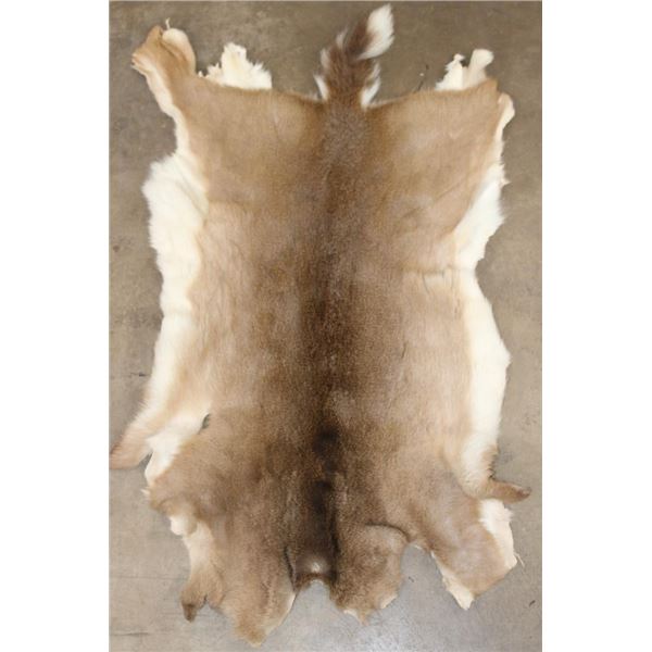 WHITETAIL DEER Hide or Pelt
